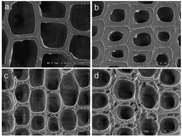 低溫等離子體改性前后的木材早材細(xì)胞壁(a、c)和晚材細(xì)胞壁(b、d)